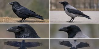 Как отличить ворона от вороны Как отличить ворона от вороны