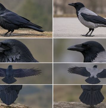 Как отличить ворона от вороны Как отличить ворона от вороны