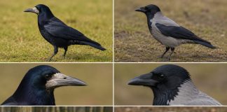 Как отличить ворону от грача