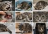 Как понять, что кошке срочно нужен ветеринар