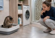 Почему кошка часто ходит в туалет