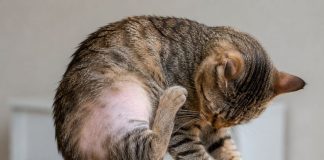 Почему у кошки выпадает шерсть Почему у кошки выпадает шерсть