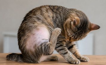 Почему у кошки выпадает шерсть Почему у кошки выпадает шерсть