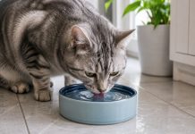 Что делать, если кошка часто пьёт воду